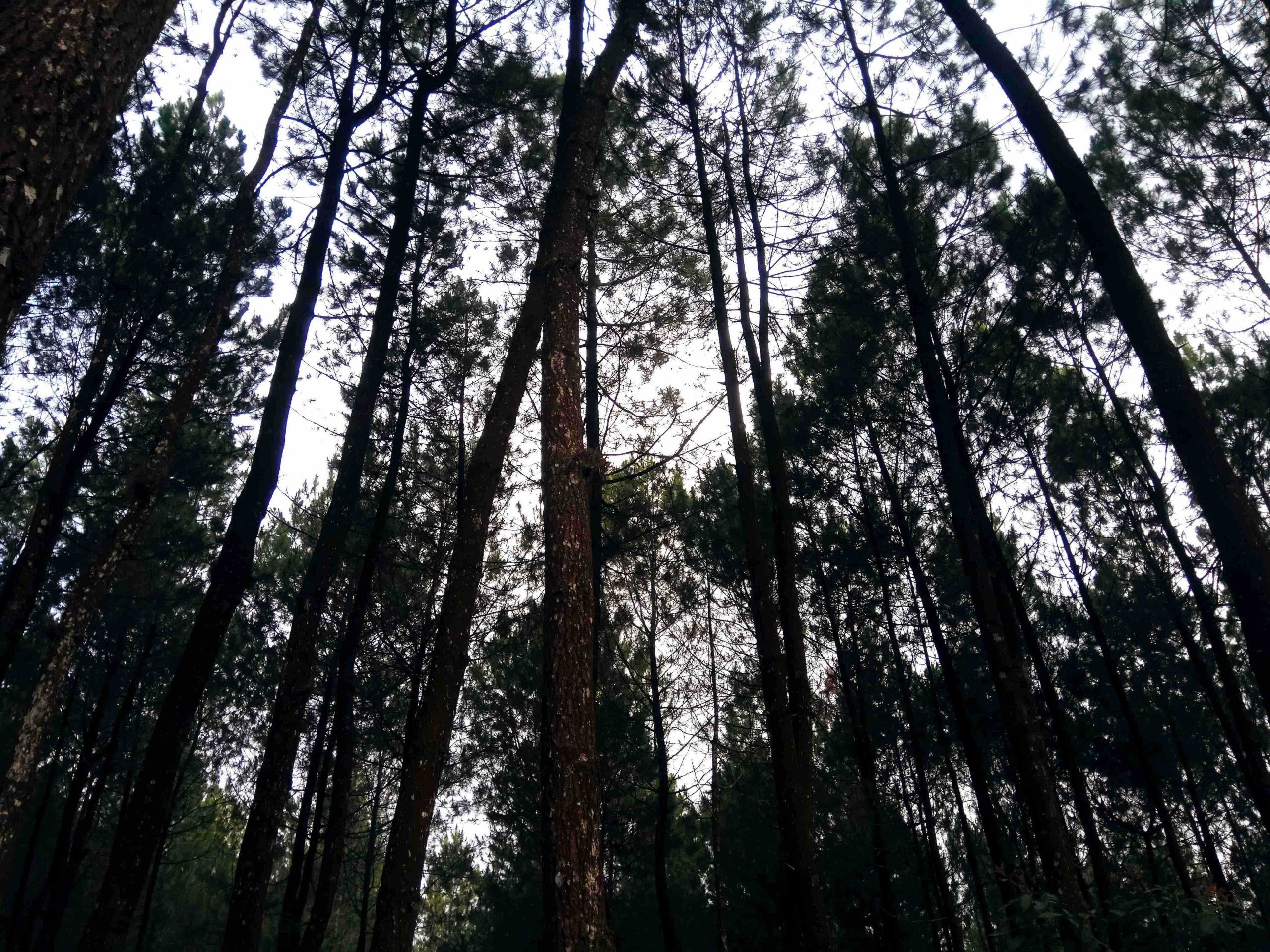 Mengenal Manfaat Pohon Pinus serta Dampak Buruk Bagi Lingkungan